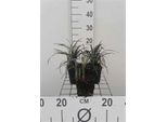 6 X Ophiopogon Plan. 'Niger' - Barba Di Serpente - Vaso 9 X 9 Cm