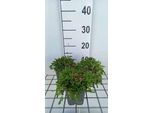 6 X Sedum Acre 'Aureum' - Foglia Grassa - Vaso 9 X 9 Cm