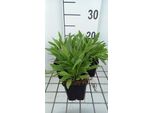 6 X Coreopsis Lanc. Sterntaler' - Occhio Di Ragazza - Vaso 9 X 9 Cm