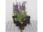 6 X Salvia Nem. 'Blue Queen' - Muschio Stellare - Vaso 9 X 9 Cm