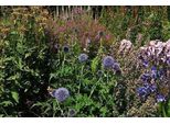 6 X Echinops Bann. 'Blue Globe' - Kugeldistel - Topf 9 X 9 Cm