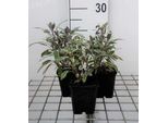6 X Salvia Off. 'Tricolor' - Muschio A Stella - Vaso 9 X 9 Cm