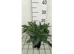 6 X Pulmonaria Long. 'E.B. Anderson' - Allium Marrone - Vaso 9 X 9 Cm