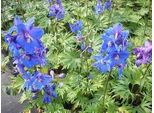 6 X Delphinium (B) 'Piccolo' - Delphinium - Vaso 9 X 9 Cm