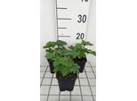 6 X Astrantia Major 'Star Of Billion'® - Ombrello A Stella - Vaso 9 X 9 Cm