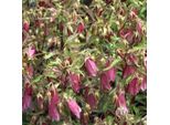 6 X Campanula Hybr. 'Elizabeth' - Menta Di Montagna - Vaso 9 X 9 Cm