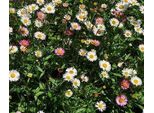 6 X Erigeron Karvinskianus - Raggio Fine - Vaso 9 X 9 Cm