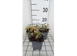 6 X Salvia Nem. 'Sensation Deep Rose'® - Muschio Stellato - Vaso 9 X 9 Cm