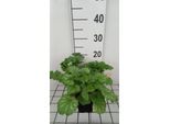 6 X Heuchera Sang. 'White Cloud' - Campanula Viola - Vaso 9 X 9 Cm