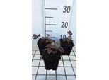 6 X Rodgersia Pinn. 'Chocolate Wings'® - Foglia Di Mostra - Vaso 9 X 9 Cm
