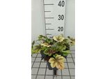 6 X Heucherella Hybr. 'Golden Zebra'® - Fiore Di Schiuma Bastarda - Vaso 9 X 9 Cm