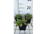 6 X Salvia Nem. 'Sensation Deep Blue' - Muschio A Stella - Vaso 9 X 9 Cm