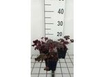 6 X Heuchera Hybr. 'Purple Petticoats' - Campanelle Viola - Vaso 9 X 9 Cm