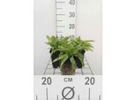 6 X Campanula Glom. 'Acaulis' - Menta Di Montagna - Vaso 9 X 9 Cm