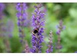 6 X Salvia Nem. 'Mainacht' ('Maynight') - Muschio Stellato - Vaso 9 X 9 Cm