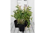 6 X Tricyrtis Hirta - Giglio Rospo - Vaso 9 X 9 Cm