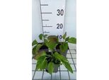 6 X Rudbeckia Fulg. 'City Garden' - Echinacea - Vaso 9 X 9 Cm