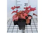 6 X Heuchera Hybr. 'Paprika' - Campanula Viola - Vaso 9 X 9 Cm