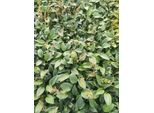 6 X Hosta Hybr. 'Canadian Blue' - Hosta - Vaso 9 X 9 Cm