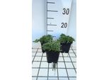 6 X Saponaria Hybr. 'Bressingham' - Saponaria - Vaso 9 X 9 Cm