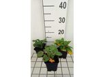 6 X Hosta Ventricosa - Hosta - Vaso 9 X 9 Cm