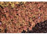 6 X Heucherella Hybr. 'Sweet Tea'® - Fiore Di Schiuma Bastarda - Vaso 9 X 9 Cm