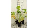 6 X Hosta Hybr. 'Guacamole' - Hosta - Vaso 9 X 9 Cm