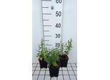6 X Salvia Nem. 'Sensation Medium White' - Muschio A Stella - Vaso 9 X 9 Cm