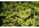 6 X Heucherella Hybr. 'Art Nouveau'® - Fiore Di Schiuma Bastarda - Vaso 9 X 9 Cm