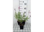 6 X Salvia Nem. 'Pink Beauty' - Muschio A Stella - Vaso 9 X 9 Cm