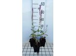 6 X Salvia Nem. 'Amethyst' - Muschio A Stella - Vaso 9 X 9 Cm