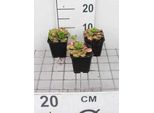 6 X Saxifraga Urbium 'Variegata' - Sassifraga - Vaso 9 X 9 Cm