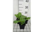 6 X Primula Pulverulenta - Primula A Palla - Vaso 9 X 9 Cm