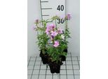 6 X Saponaria Off. 'Rosea Plena' - Saponaria - Vaso 9 X 9 Cm