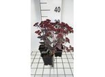 6 X Sedum Hybr. 'José Aubergine' - Foglia Grassa - Vaso 9 X 9 Cm