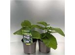 6 X Phlomis Tub. 'Amazone' - Alga Di Fuoco - Vaso 9 X 9 Cm