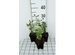 6 X Scabiosa Cauc. Chile Black' - Scabiosa - Vaso 9 X 9 Cm