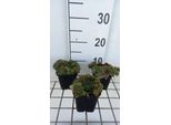 6 X Sempervivum Hybr. 'Othello' - Radice Domestica - Vaso 9 X 9 Cm