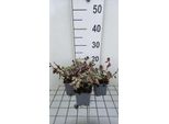 6 X Lamium Mac. 'Red Nancy' - Ortica Morta - Vaso 9 X 9 Cm