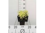 6 X Salvia Off. 'Icterina' 'Aurea' - Muschio Stellato - Vaso 9 X 9 Cm