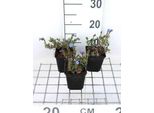 6 X Lithodora Dif. 'Heavenly Blue' - Scheinsteinsame - Topf 9 X 9 Cm