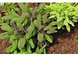 6 X Salvia Off. Purpurascens' - Muschio Stellato - Vaso 9 X 9 Cm