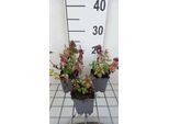 6 X Lamium Mac. 'Chequers' - Ortica Morta - Vaso 9 X 9 Cm
