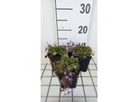 6 X Campanula Posch. 'Stella' - Menta Di Montagna - Vaso 9 X 9 Cm