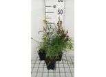6 X Linaria Vulgaris - Rospo - Vaso 9 X 9 Cm