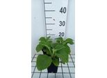 6 X Digitalis Purp. 'Sutton's Apricot' - Fingerhut - Topf 9 X 9 Cm