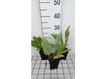 6 X Rudbeckia Maxima - Cavolfiore - Vaso 9 X 9 Cm