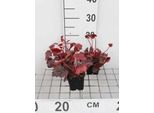 6 X Heuchera Hybr. 'Autumn Leaves'® - Campane Viola - Vaso 9 X 9 Cm