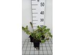 6 X Lamium Mac. 'Shell Pink' - Ortica Morta - Vaso 9 X 9 Cm