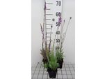 6 X Linaria Purpurea - Rospo - Vaso 9 X 9 Cm